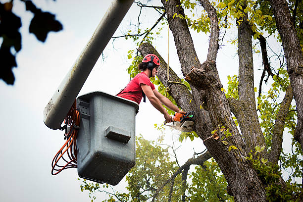 How Our Tree Care Process Works  in Monroe, OH